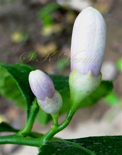  Floral buds